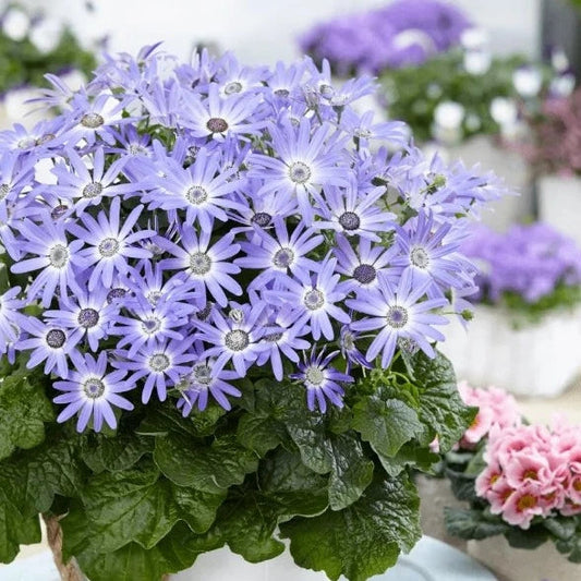 Bilde av Pericallis Senetti© Lavender-Spanne Plantesalg