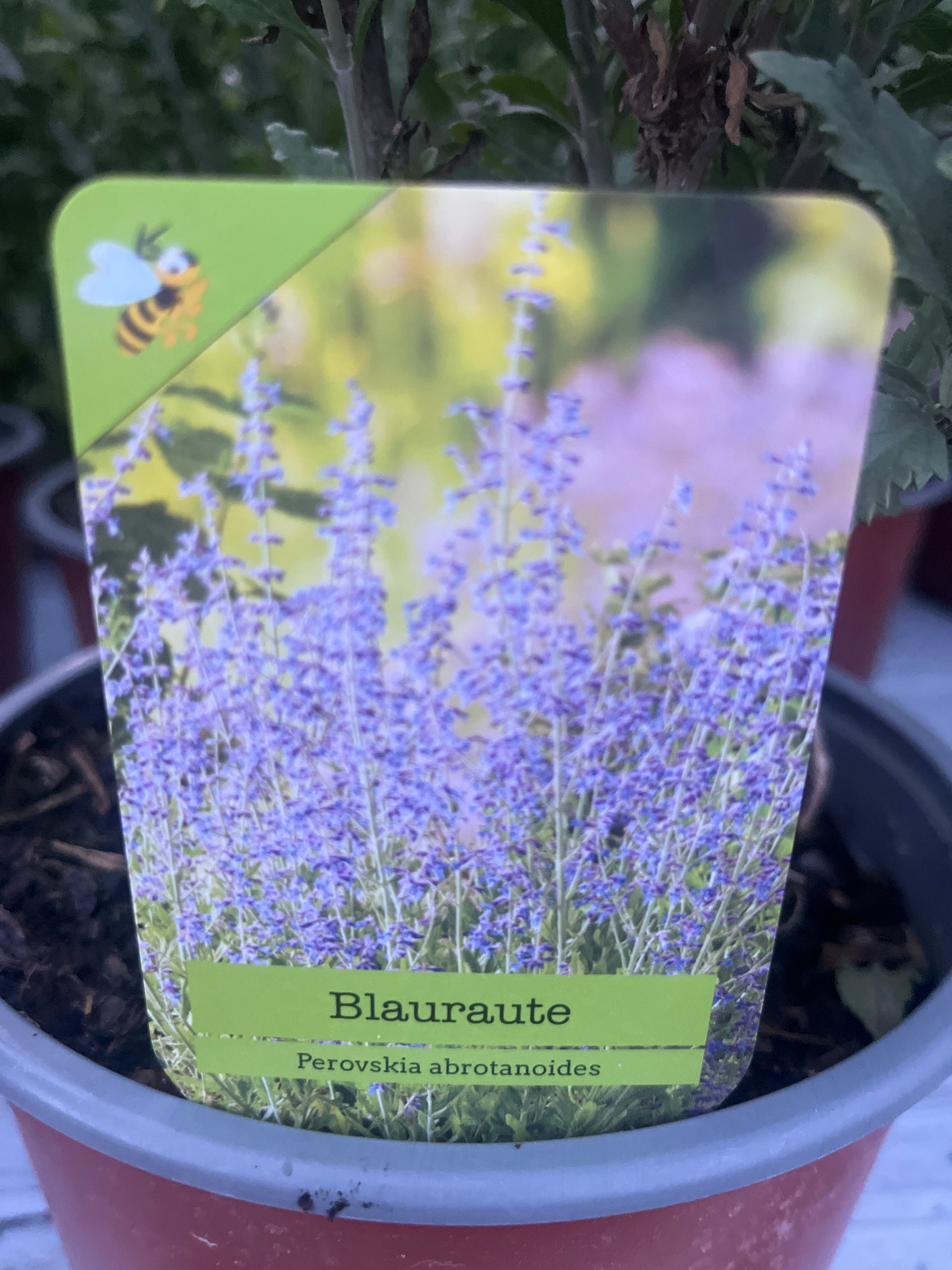 Bilde av Perovskia abrotanoides-Spanne Plantesalg