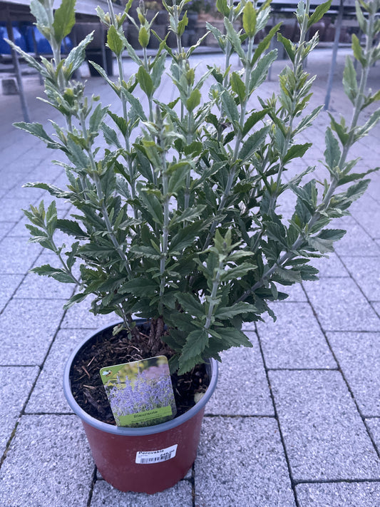 Bilde av Perovskia abrotanoides-Spanne Plantesalg