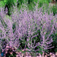 Bilde av Perovskia 'Blue Spire'-Spanne Plantesalg