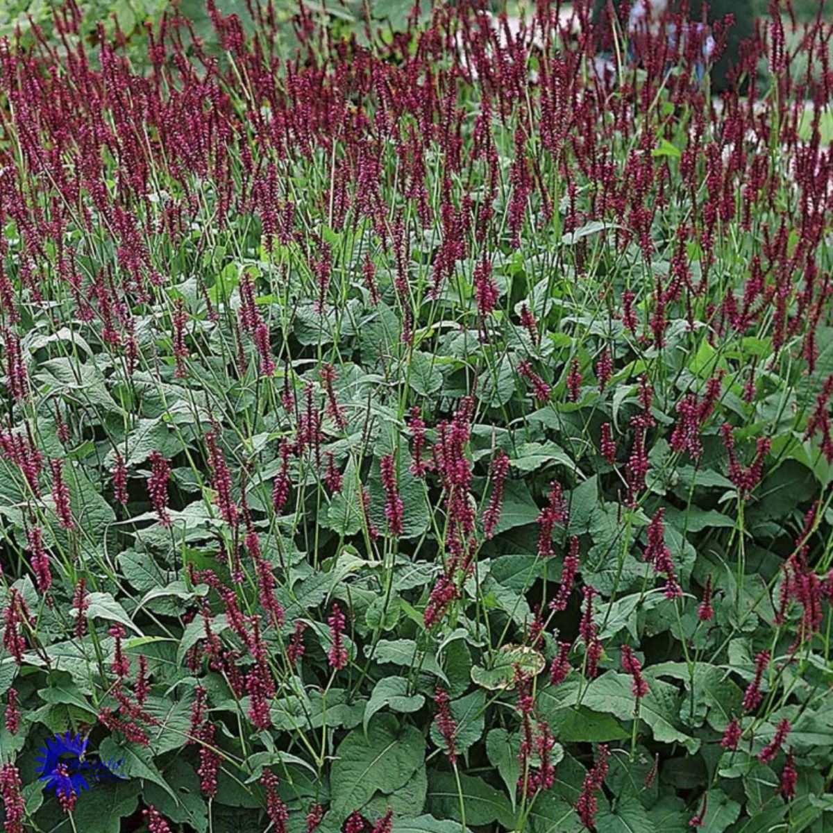 Bilde av Persicaria a. 'Blackfield'®-Spanne Plantesalg