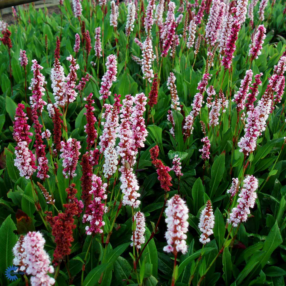 Bilde av Persicaria Affinis Darjeeling Red-Spanne Plantesalg