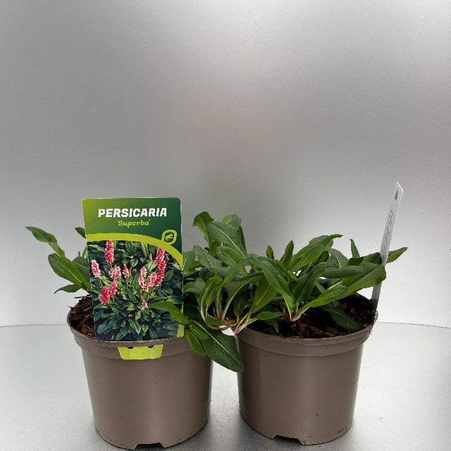 Bilde av Persicaria Affinis Superba-Spanne Plantesalg
