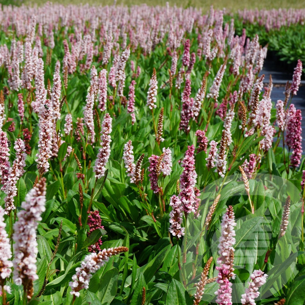 Bilde av Persicaria Affinis Superba-Spanne Plantesalg