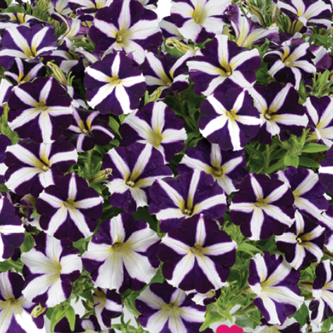 Bilde av Petunia Amore™ Purple Pris pr 2 stk-Spanne Plantesalg