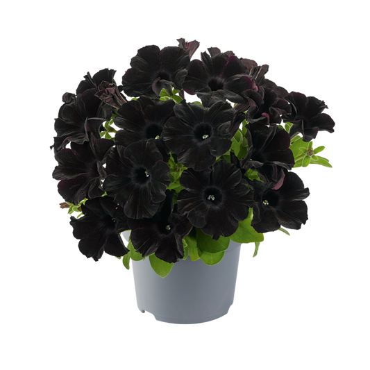 Bilde av Petunia grand. GO!Tunia Black 3 st-Spanne Plantesalg