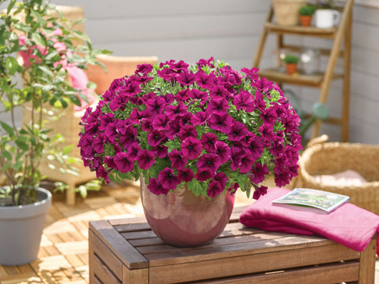 Bilde av Petunia grand. GO!Tunia Burgundy 3 st-Spanne Plantesalg