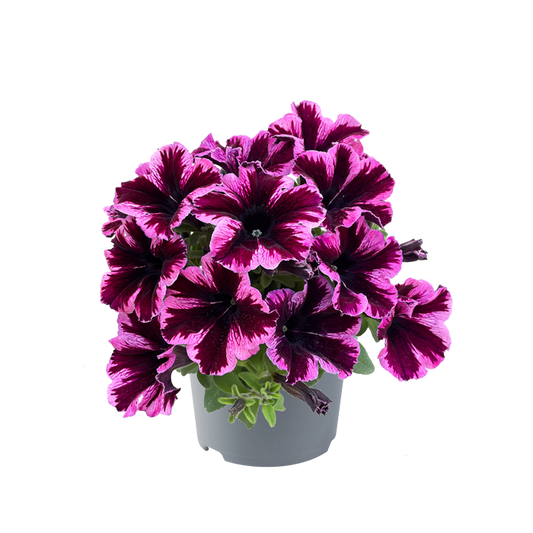 Bilde av Petunia grand. GO!Tunia Cosmic Pink 3 st-Spanne Plantesalg