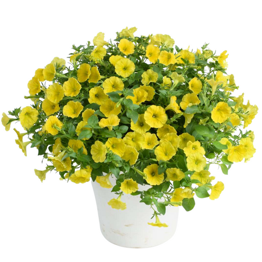 Bilde av Petunia grand. GO!Tunia Hello Yellow-Spanne Plantesalg