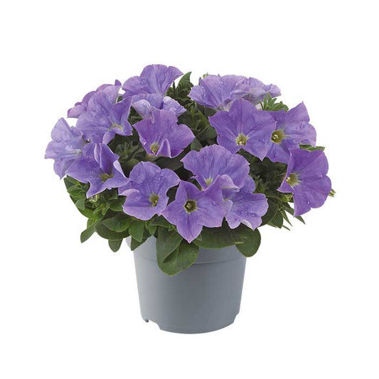 Bilde av Petunia grand. GO!Tunia Sky Blue-Spanne Plantesalg