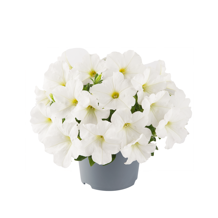 Bilde av Petunia grand. GO!Tunia White-Spanne Plantesalg