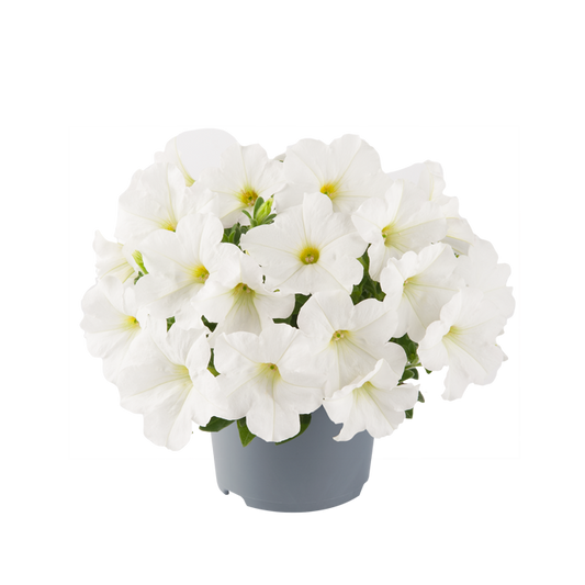 Bilde av Petunia grand. GO!Tunia White-Spanne Plantesalg