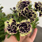 Bilde av Petunia grand. Mystical Midnight Gold 3 st-Spanne Plantesalg