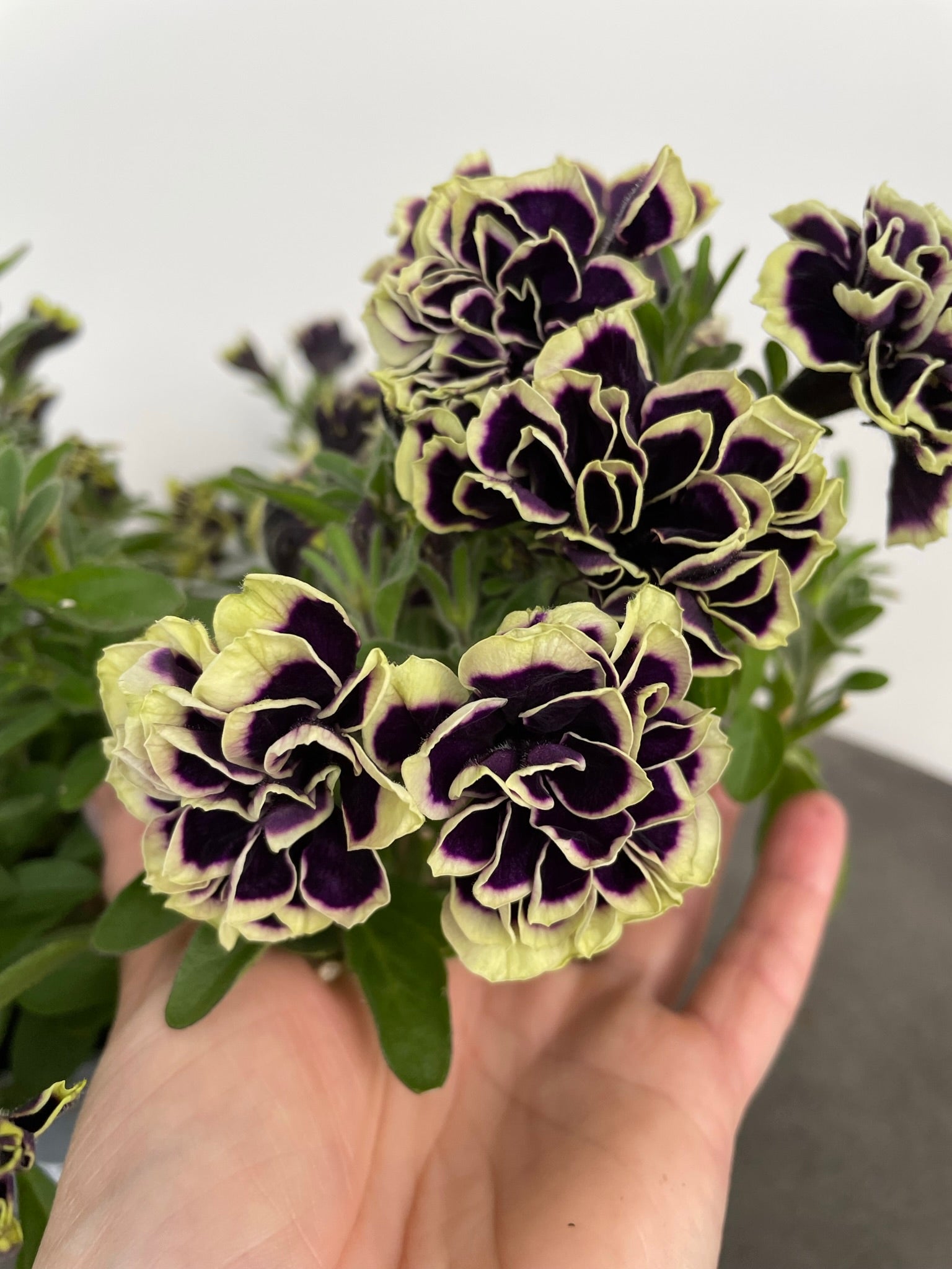 Bilde av Petunia grand. Mystical Midnight Gold 3 st-Spanne Plantesalg