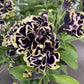 Bilde av Petunia grand. Mystical Midnight Gold 3 st-Spanne Plantesalg