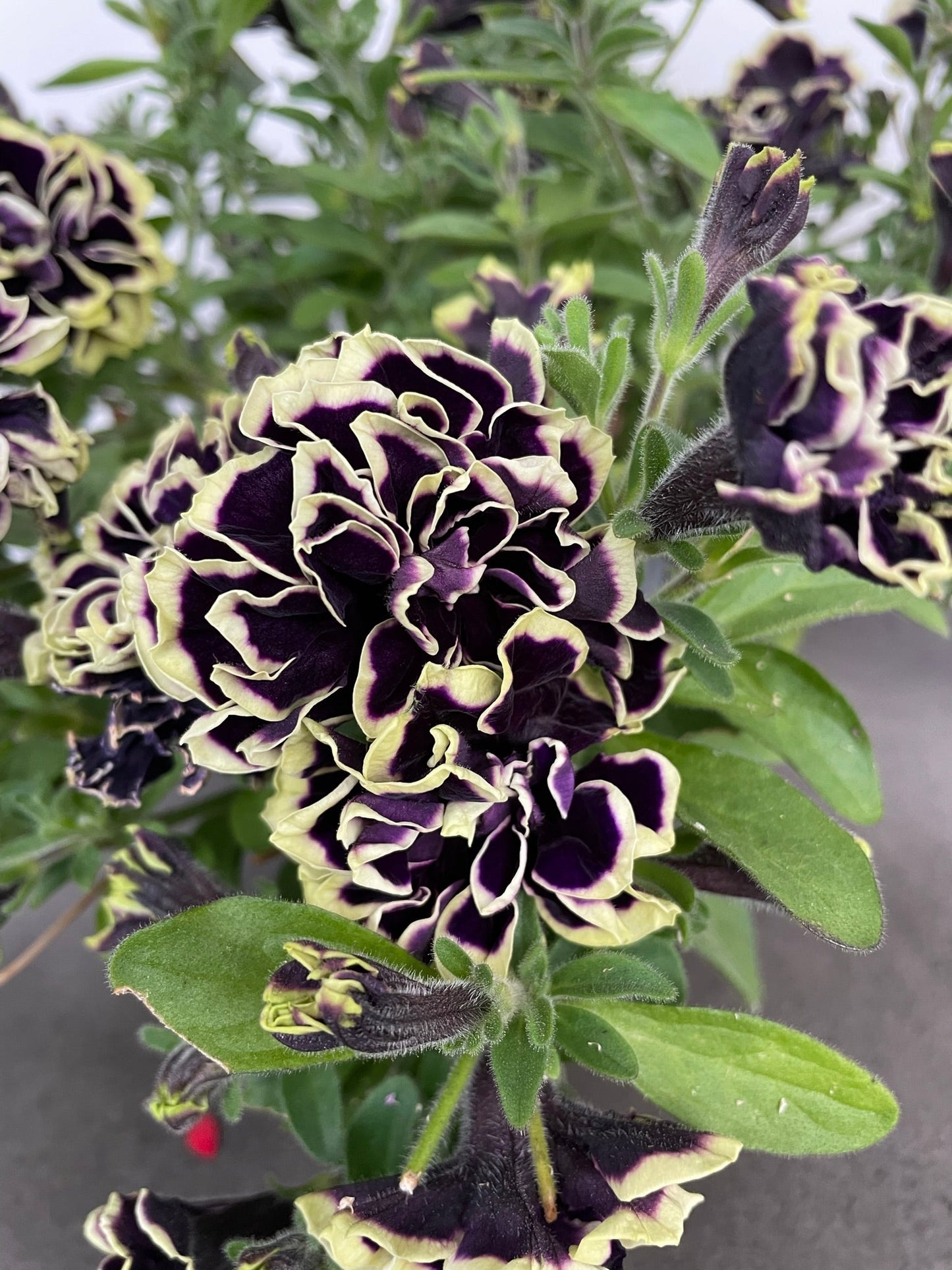 Bilde av Petunia grand. Mystical Midnight Gold 3 st-Spanne Plantesalg