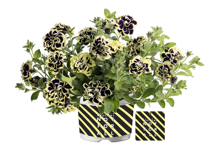 Bilde av Petunia grand. Mystical Midnight Gold 3 st-Spanne Plantesalg