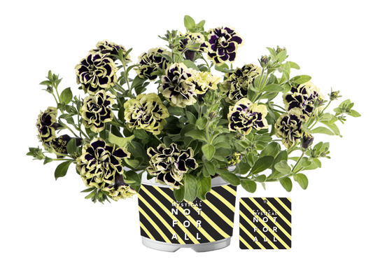 Bilde av Petunia grand. Mystical Midnight Gold 3 st-Spanne Plantesalg