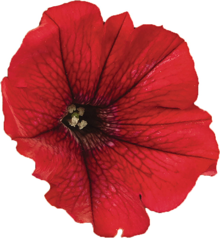 Bilde av Petunia grand. Surfinia Comp. Dark Red 3 st-Spanne Plantesalg