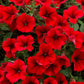 Bilde av Petunia grand. Surfinia Comp. Dark Red 3 st-Spanne Plantesalg