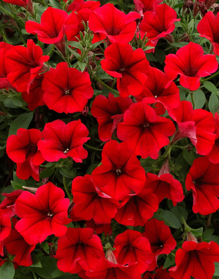 Bilde av Petunia grand. Surfinia Comp. Dark Red 3 st-Spanne Plantesalg