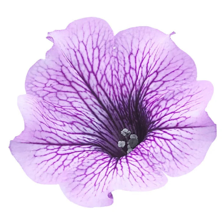 Bilde av Petunia grand. Surfinia Comp. Purple Vein 3 st-Spanne Plantesalg