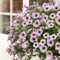 Bilde av Petunia grand. Surfinia Comp. Purple Vein 3 st-Spanne Plantesalg