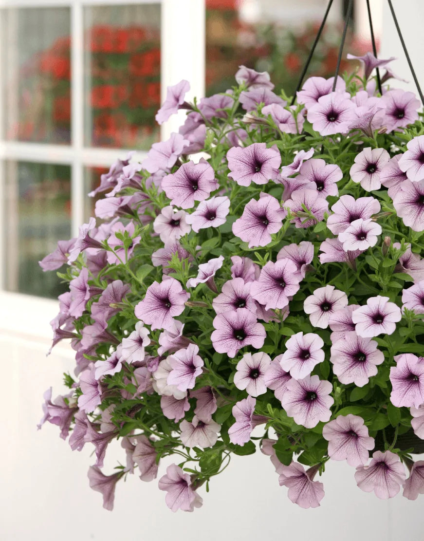 Bilde av Petunia grand. Surfinia Comp. Purple Vein 3 st-Spanne Plantesalg