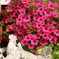 Bilde av Petunia grand. Surfinia Hot Pink 3 st-Spanne Plantesalg