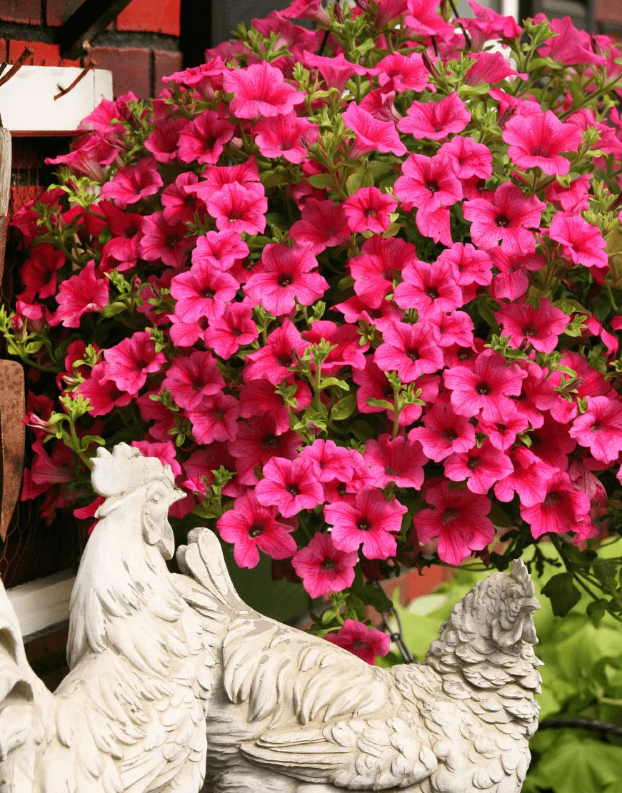 Bilde av Petunia grand. Surfinia Hot Pink 3 st-Spanne Plantesalg