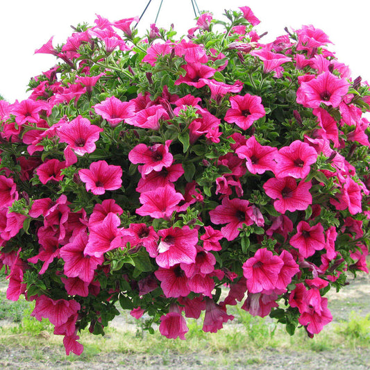 Bilde av Petunia grand. Surfinia Hot Pink 3 st-Spanne Plantesalg