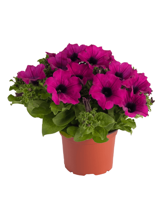 Bilde av Petunia grand. Surfinia Purple 3 st-Spanne Plantesalg