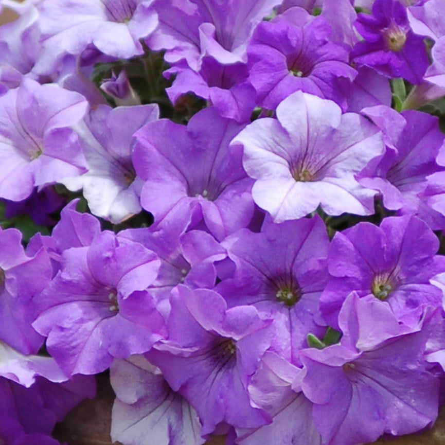 Bilde av Petunia Surfinia© Heavenly Blue Pris pr 2 stk-Spanne Plantesalg