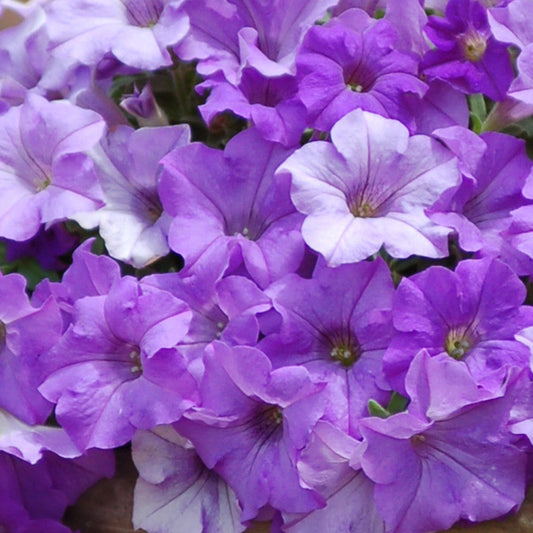 Bilde av Petunia Surfinia© Heavenly Blue Pris pr 2 stk-Spanne Plantesalg