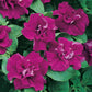 Bilde av Petunia Tumbelina© Savanna, 2 For 99,90-Spanne Plantesalg