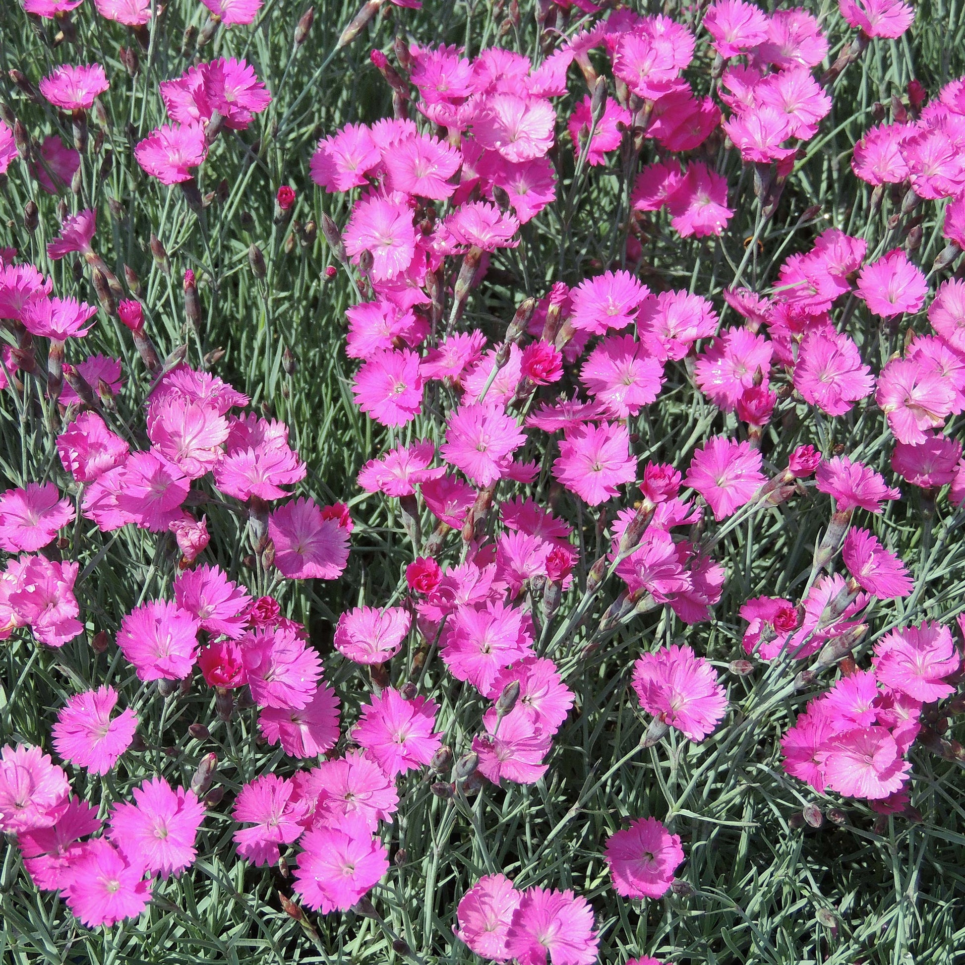 Bilde av Dianthus grat. 'Feuerhexe'-Spanne Plantesalg