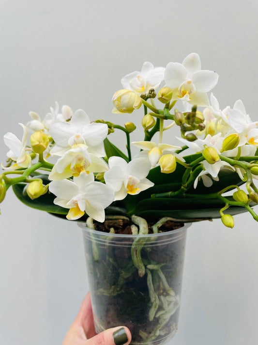 Bilde av Phalaenopsis ‘Anthura Nazare’-Spanne Plantesalg