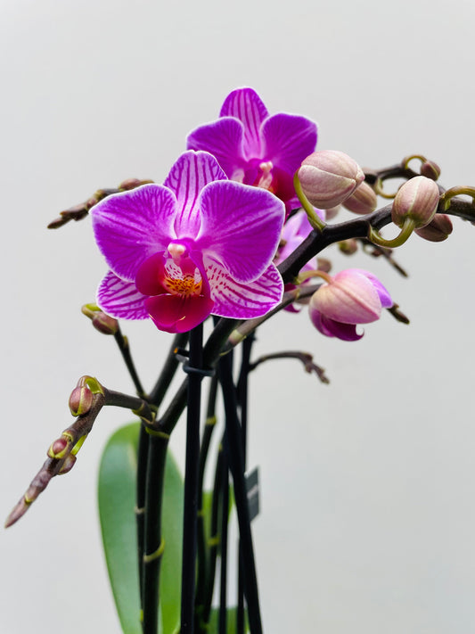 Bilde av Phalaenopsis ‘Dazzling Diva’-Spanne Plantesalg