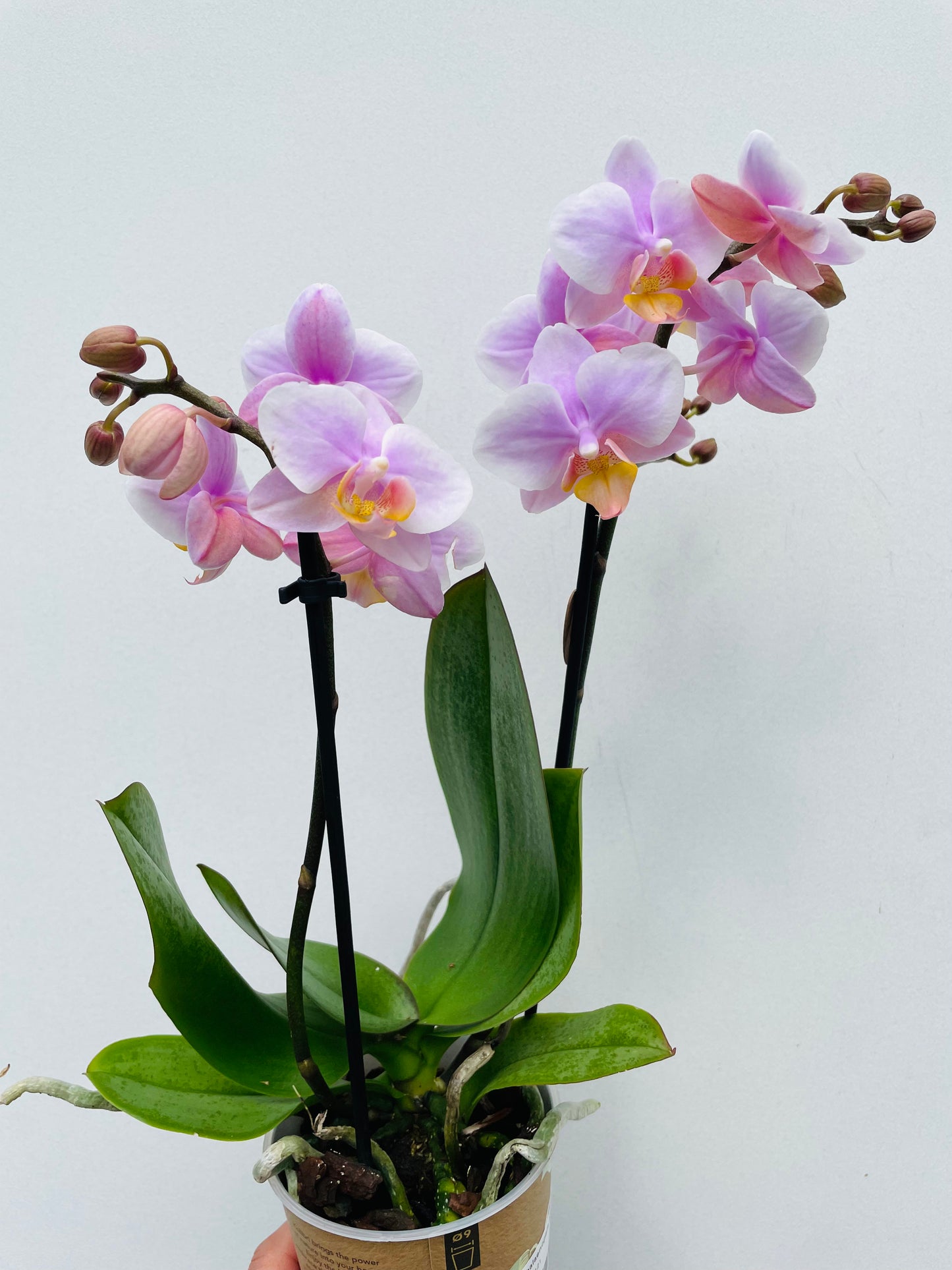Bilde av Phalaenopsis ‘Kolibri Andorra’-Spanne Plantesalg