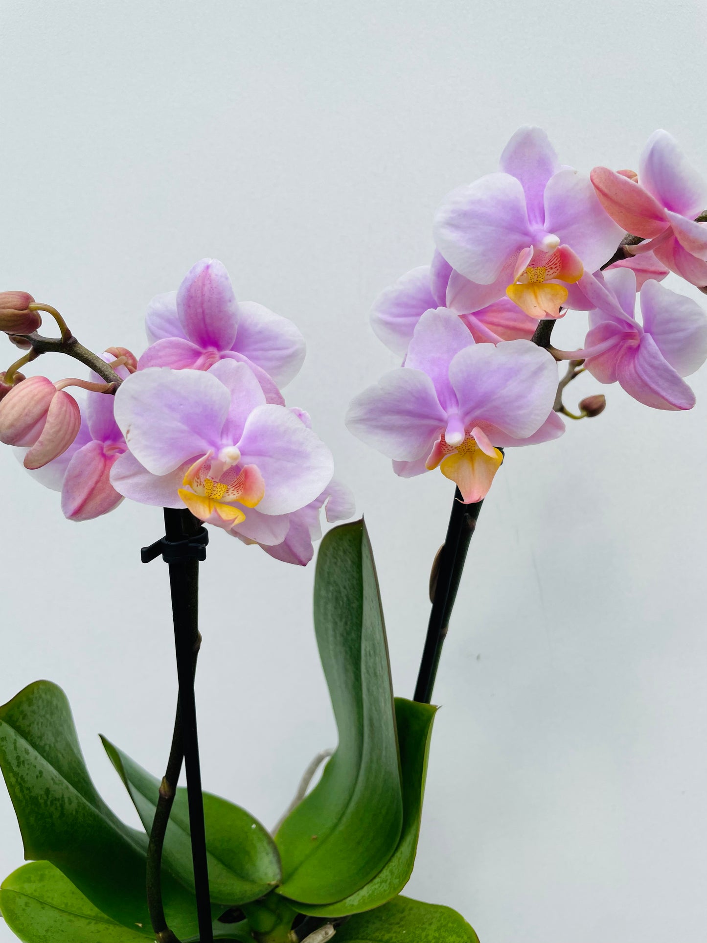 Bilde av Phalaenopsis ‘Kolibri Andorra’-Spanne Plantesalg