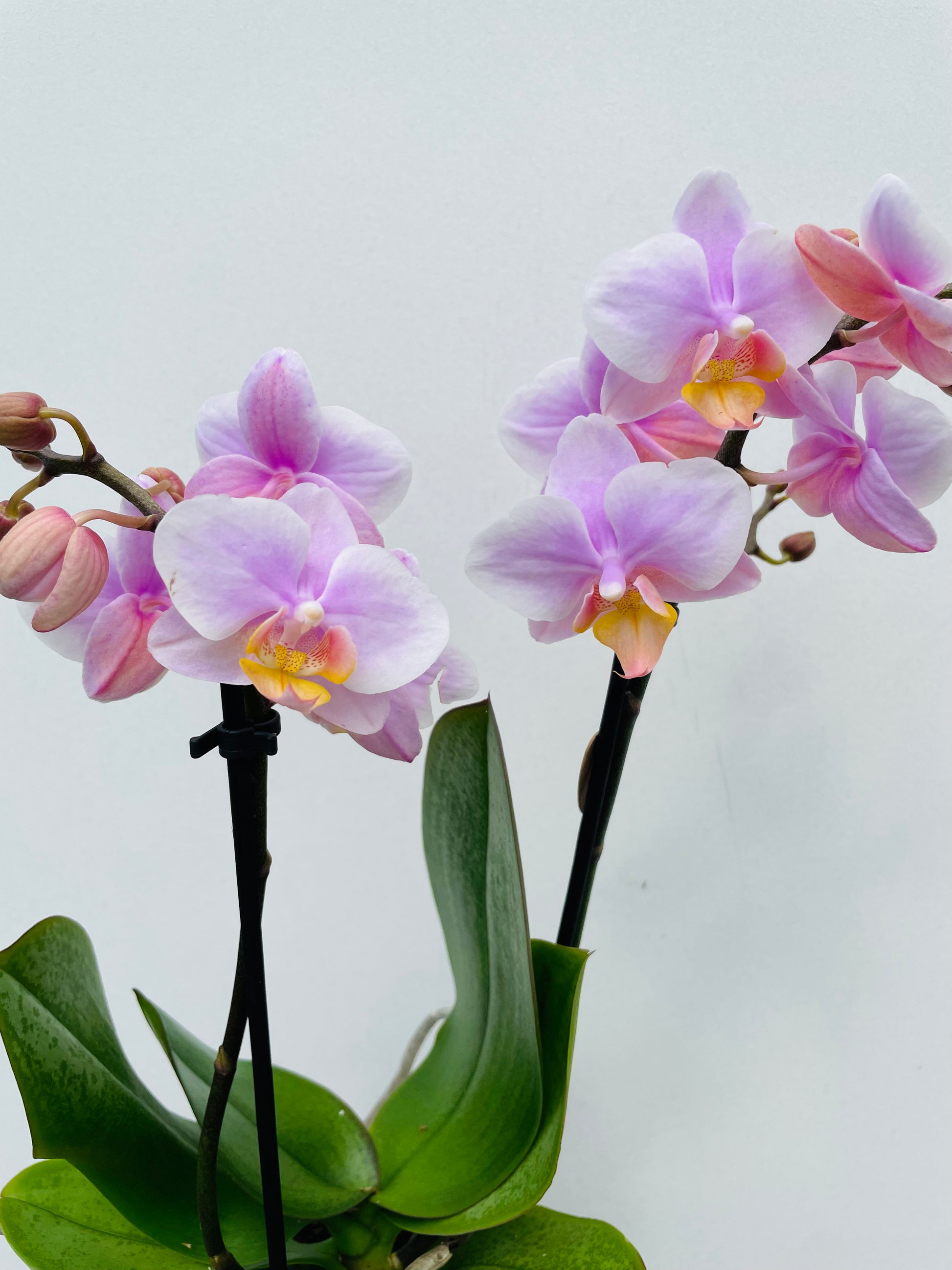 Bilde av Phalaenopsis ‘Kolibri Andorra’-Spanne Plantesalg