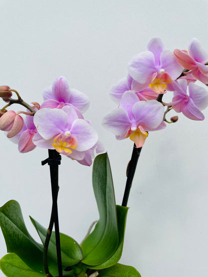 Bilde av Phalaenopsis ‘Kolibri Andorra’-Spanne Plantesalg