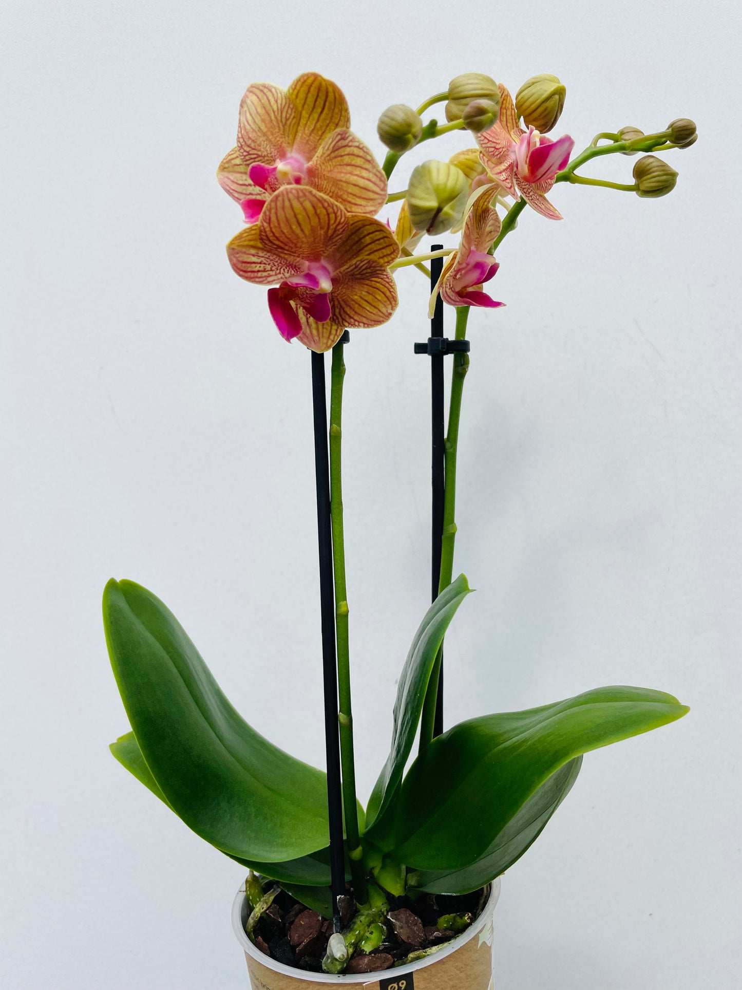 Bilde av Phalaenopsis ‘Kolibri Jamaica’-Spanne Plantesalg
