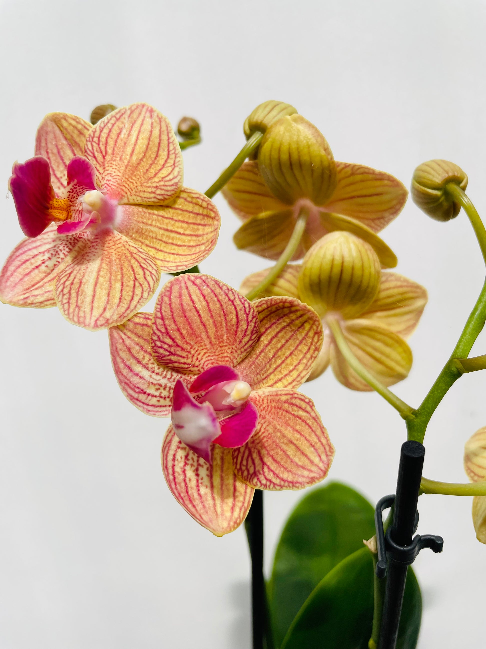 Bilde av Phalaenopsis ‘Kolibri Jamaica’-Spanne Plantesalg