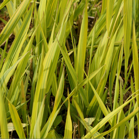 Bilde av Phalaris ar. var. picta 'Arctic Sun-Spanne Plantesalg