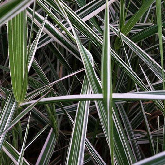 Bilde av Phalaris arund. 'Dwarf Garters'-Spanne Plantesalg