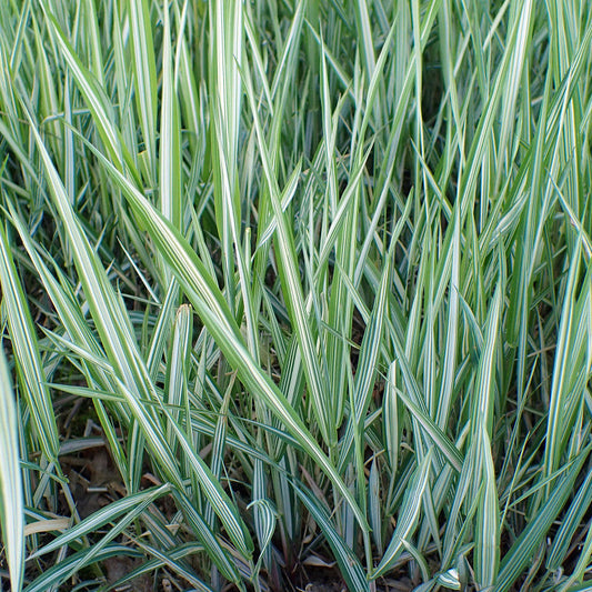 Bilde av Phalaris arundinacea-Spanne Plantesalg