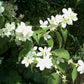Bilde av Philadelphus coronarius-Spanne Plantesalg
