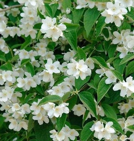 Bilde av PHILADELPHUS CORONARIUS-Spanne Plantesalg