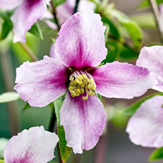 Bilde av Philadelphus Petite Perfume Pink-Spanne Plantesalg
